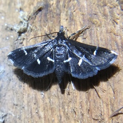 Diasemiodes nigralis