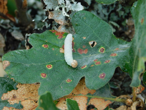 Propertius Duskywing