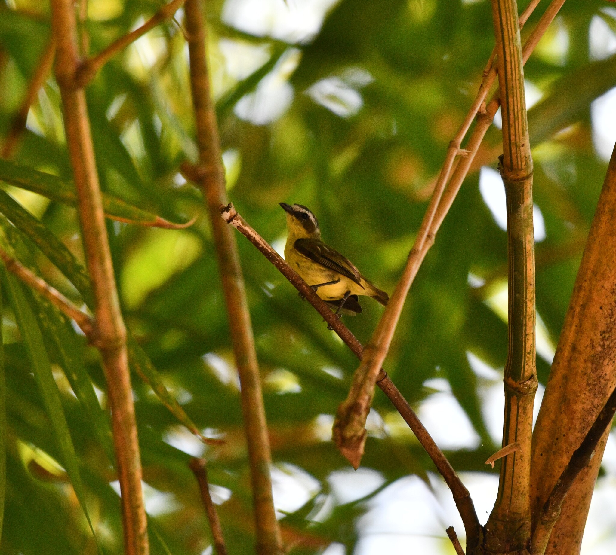 Yellow-bellied Tyrannulet (Ornithion semiflavum), photo 6