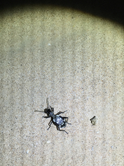 Anthia duodecimguttata