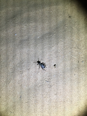 Anthia duodecimguttata