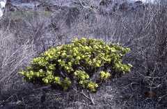 Lecocarpus pinnatifidus