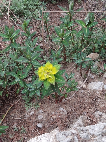 Euphorbia luteoviridis