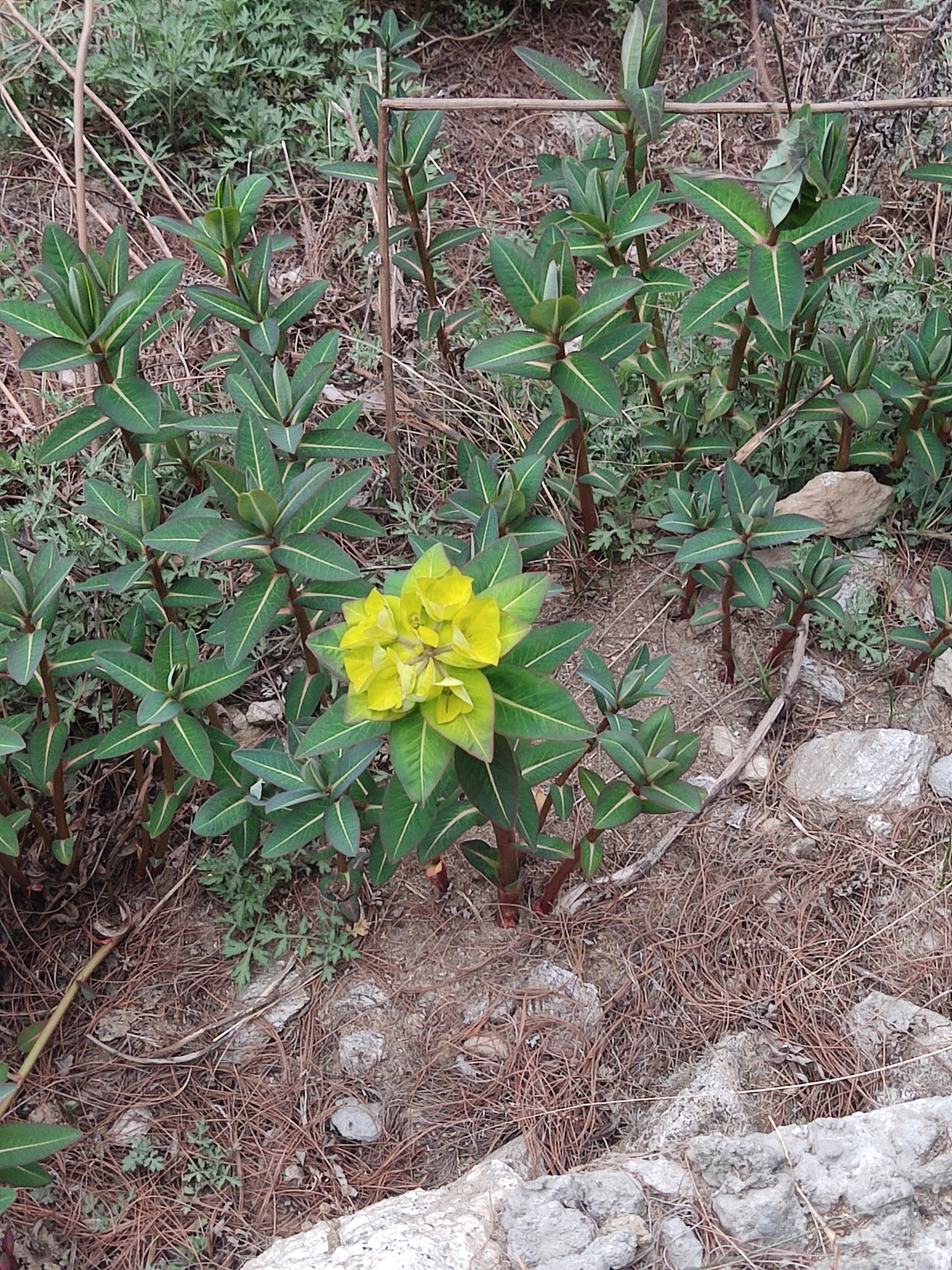 Euphorbia luteoviridis