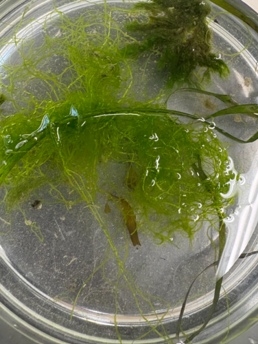 Rhizoclonium riparium observed 2025-04-20