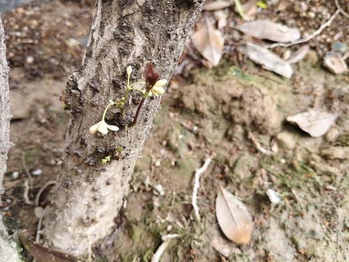 Clerodendrum laevifolium observed 2025-04-28