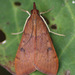 Genista Broom Moth - Photo (c) Eric Jacob, some rights reserved (CC BY-NC), uploaded by Eric Jacob