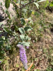 Mentha longifolia asiatica