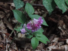 Lathyrus venetus