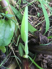 Hierodula patellifera