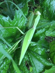 Hierodula patellifera