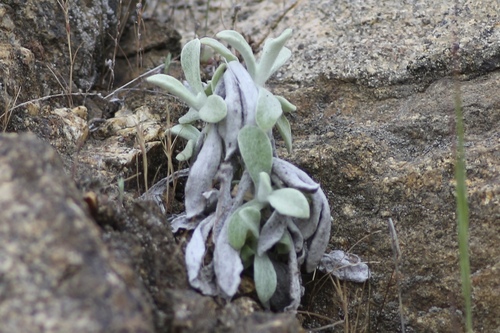 Image of Pseudognaphalium microcephalum by no rights reserved