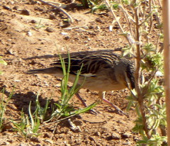 Euplectes albonotatus