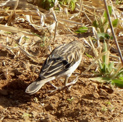 Euplectes albonotatus