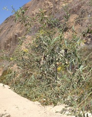 Nicotiana glauca