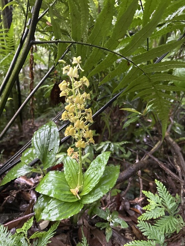 Liparis sootenzanensis iNat (3)