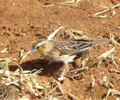 Euplectes albonotatus