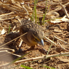 Euplectes albonotatus