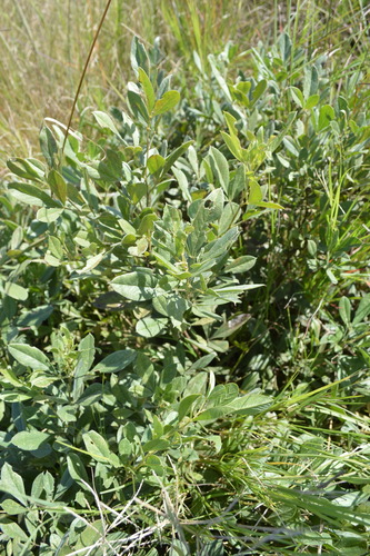 Image of Rhynchosia nitens by (c) Hildegard Klein, some rights reserved (CC BY)