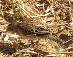 Euplectes albonotatus