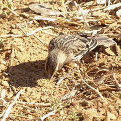 Euplectes albonotatus