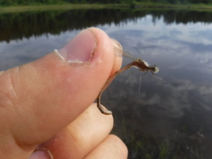 Coenagrion interrogatum