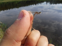 Coenagrion interrogatum