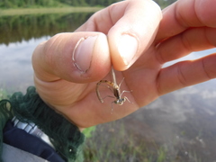 Coenagrion interrogatum