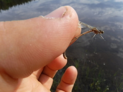 Coenagrion interrogatum