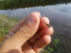 Coenagrion interrogatum