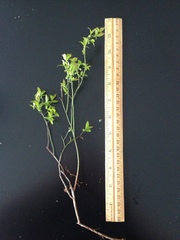 Vaccinium angustifolium image