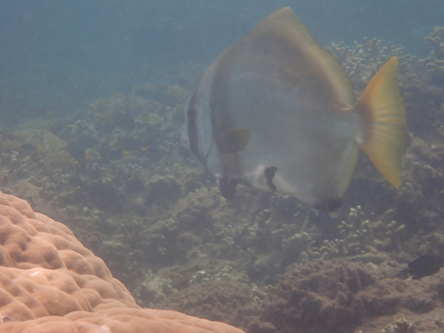 Batavia batfish (Platax batavianus) — Ephippidae — 4