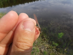 Coenagrion interrogatum