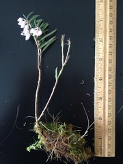 Andromeda polifolia glaucophylla