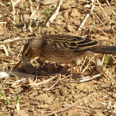 Euplectes albonotatus