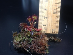 Drosera rotundifolia image