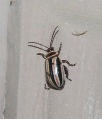 Kuschelina miniata