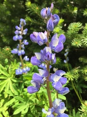 Lupinus lepidus