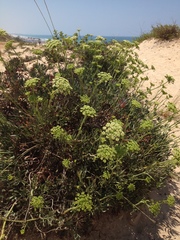 Crithmum maritimum