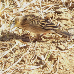 Euplectes albonotatus