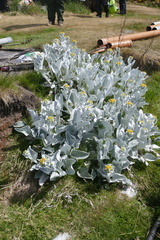 Senecio candidans