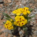 Arnebia guttata - Photo (c) vandandorj, some rights reserved (CC BY-NC), uploaded by vandandorj