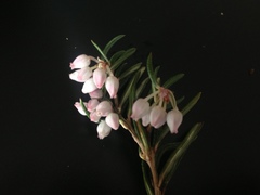 Andromeda polifolia glaucophylla