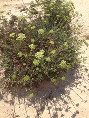 Crithmum maritimum