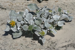 Senecio candidans