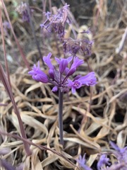 Tulbaghia simmleri