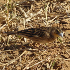 Euplectes albonotatus
