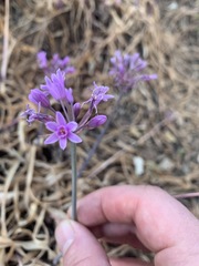 Tulbaghia simmleri