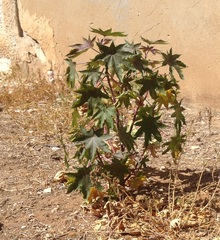 Ricinus communis