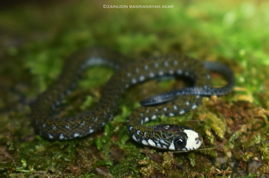 Asian Keelbacks (Hebius) - Snakes and Lizards